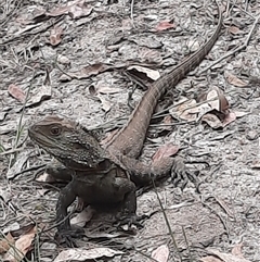 Unidentified Dragon at Bermagui, NSW - 18 Nov 2022 by TheCrossingLand