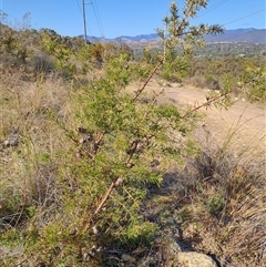 Hakea decurrens subsp. decurrens (Bushy Needlewood) at Kambah, ACT - 28 Sep 2024 by LPadg