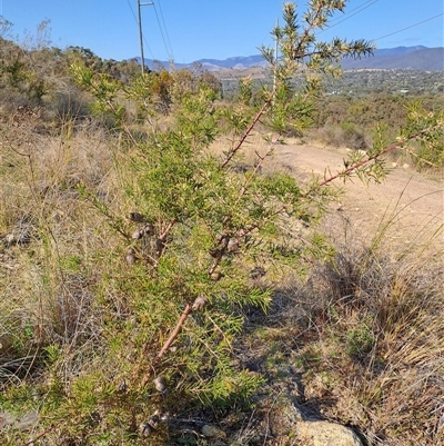 Hakea decurrens subsp. decurrens (Bushy Needlewood) at Kambah, ACT - 27 Sep 2024 by LPadg