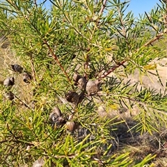 Hakea decurrens subsp. decurrens at Kambah, ACT - 28 Sep 2024