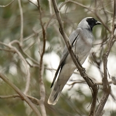 Coracina novaehollandiae (Black-faced Cuckooshrike) at Weetangera, ACT - 28 Sep 2024 by Thurstan