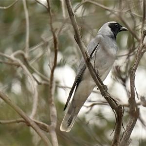 Coracina novaehollandiae at Weetangera, ACT - 28 Sep 2024 10:29 AM