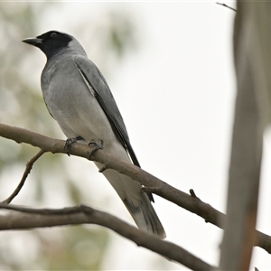 Coracina novaehollandiae at Weetangera, ACT - 28 Sep 2024