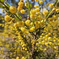 Acacia paradoxa (Kangaroo Thorn) at Urila, NSW - 28 Sep 2024 by BrianSummers