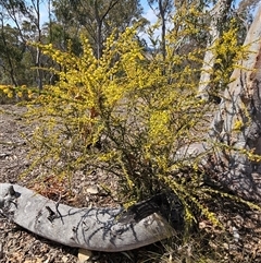 Acacia paradoxa at Urila, NSW - 28 Sep 2024 10:37 AM