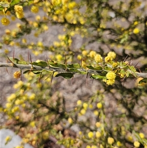 Acacia paradoxa at Urila, NSW - 28 Sep 2024 10:37 AM