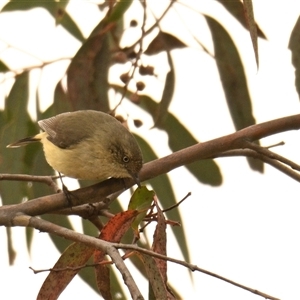 Acanthiza reguloides at Weetangera, ACT - 28 Sep 2024