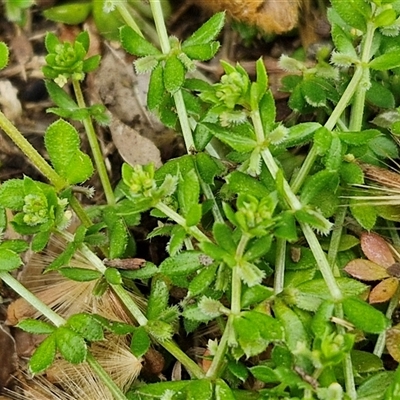 Galium murale (Small Bedstraw) at Goulburn, NSW - 28 Sep 2024 by trevorpreston