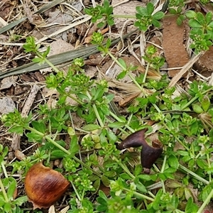 Galium murale at Goulburn, NSW - 28 Sep 2024