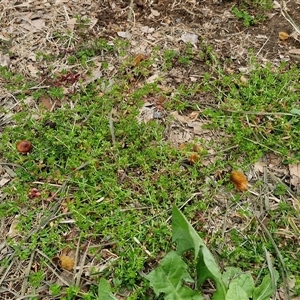 Galium murale at Goulburn, NSW - 28 Sep 2024