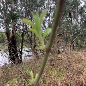 Verbena incompta at Mundarlo, NSW - 26 Sep 2024 11:35 AM