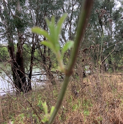 Verbena incompta (Purpletop) at Mundarlo, NSW - 26 Sep 2024 by Tullymorgan1