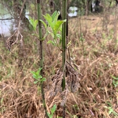 Verbena incompta at Mundarlo, NSW - 26 Sep 2024 11:35 AM