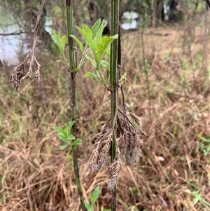 Verbena incompta at Mundarlo, NSW - 26 Sep 2024 11:35 AM