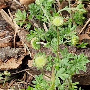 Cotula australis at Goulburn, NSW - 28 Sep 2024 10:29 AM