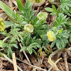 Cotula australis at Goulburn, NSW - 28 Sep 2024