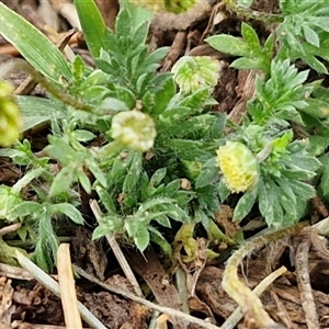 Cotula australis at Goulburn, NSW - 28 Sep 2024