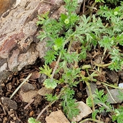 Cotula australis at Goulburn, NSW - 28 Sep 2024