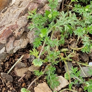 Cotula australis at Goulburn, NSW - 28 Sep 2024 10:29 AM