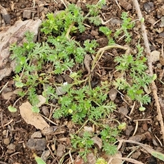 Cotula australis at Goulburn, NSW - 28 Sep 2024