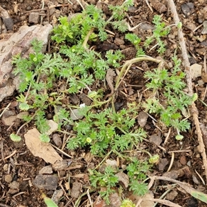 Cotula australis at Goulburn, NSW - 28 Sep 2024