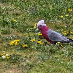 Eolophus roseicapilla at Goulburn, NSW - 28 Sep 2024