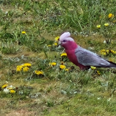 Eolophus roseicapilla (Galah) at Goulburn, NSW - 28 Sep 2024 by trevorpreston