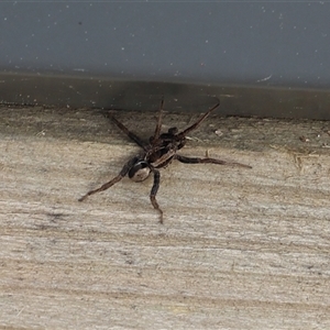 Venatrix sp. (genus) at Lyons, ACT - 28 Sep 2024