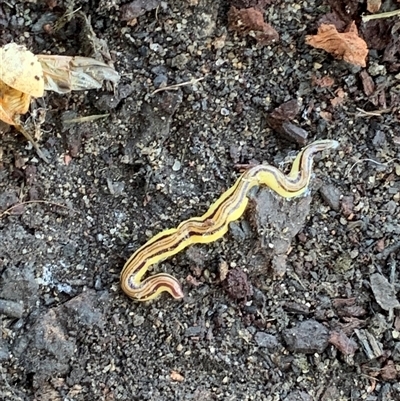 Caenoplana sulphurea (A Flatworm) at Mundarlo, NSW - 28 Sep 2024 by Tullymorgan1