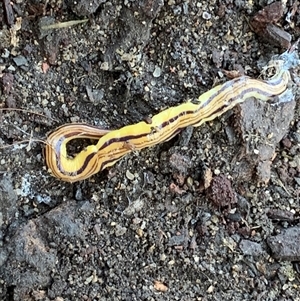 Caenoplana sulphurea at Mundarlo, NSW - 28 Sep 2024