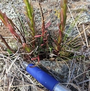 Stackhousia monogyna at Burra, NSW - 28 Sep 2024