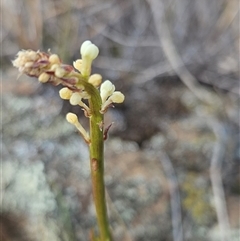 Stackhousia monogyna at Burra, NSW - 28 Sep 2024