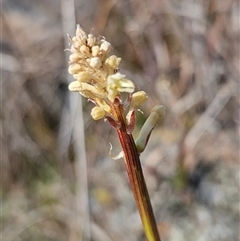 Stackhousia monogyna at Burra, NSW - 28 Sep 2024