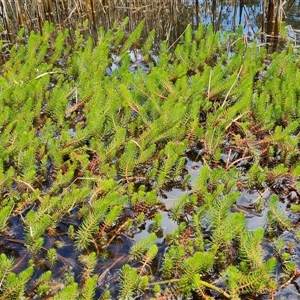 Myriophyllum crispatum at Isaacs, ACT - 28 Sep 2024 12:29 PM