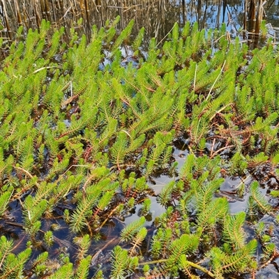 Myriophyllum crispatum (Water Millfoil) at Isaacs, ACT - 28 Sep 2024 by Mike