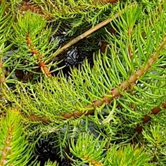 Myriophyllum crispatum at Isaacs, ACT - 28 Sep 2024