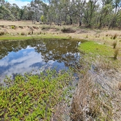 Myriophyllum crispatum at Isaacs, ACT - 28 Sep 2024