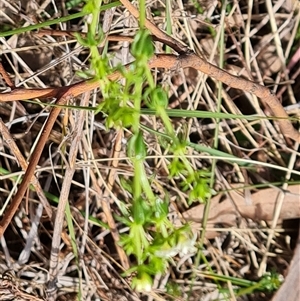 Asperula conferta at Isaacs, ACT - 28 Sep 2024