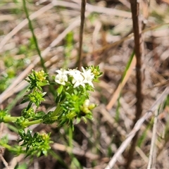 Asperula conferta at Isaacs, ACT - 28 Sep 2024