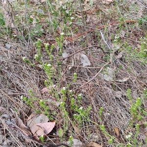 Asperula conferta at Isaacs, ACT - 28 Sep 2024