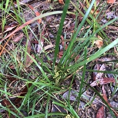Lomandra filiformis at Kungala, NSW - 28 Sep 2024 09:01 AM