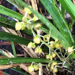 Lomandra filiformis at Kungala, NSW - 28 Sep 2024 09:01 AM