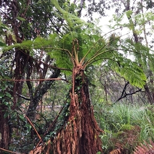 Cyathea cooperi at Kungala, NSW - suppressed