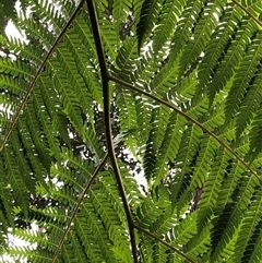 Cyathea cooperi at Kungala, NSW - suppressed