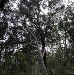 Eucalyptus racemosa at Kungala, NSW - 28 Sep 2024 08:54 AM