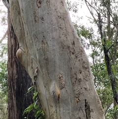Eucalyptus racemosa at Kungala, NSW - 28 Sep 2024 08:54 AM
