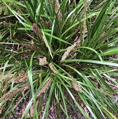 Lomandra hystrix at Kungala, NSW - 27 Sep 2024 by donnanchris