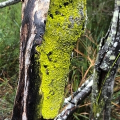 Unverified Lichen at Kungala, NSW - 28 Sep 2024 by donnanchris