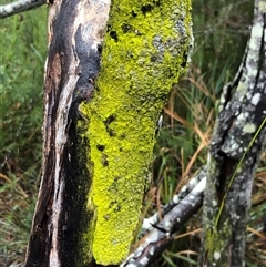 Unidentified Lichen at Kungala, NSW - 27 Sep 2024 by donnanchris