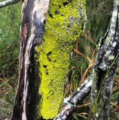 Unidentified Lichen at Kungala, NSW - 27 Sep 2024 by donnanchris